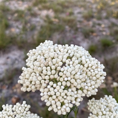 Ozothamnus diosmifolius (Rice Flower, White Dogwood, Sago Bush) at Wooli, NSW - 11 Sep 2024 by Tapirlord