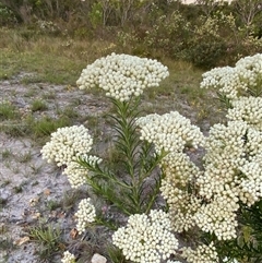 Ozothamnus diosmifolius at Wooli, NSW - 11 Sep 2024 05:22 PM