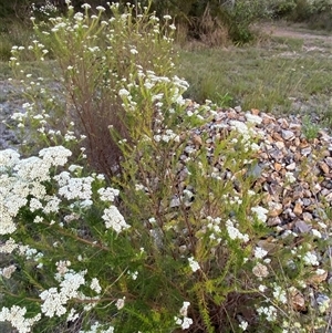 Ozothamnus diosmifolius at Wooli, NSW - 11 Sep 2024 05:22 PM