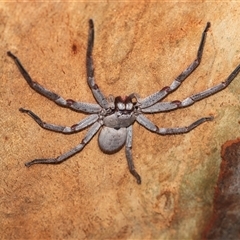 Isopeda canberrana (Canberra Huntsman Spider) at Higgins, ACT - 12 Feb 2025 by AlisonMilton