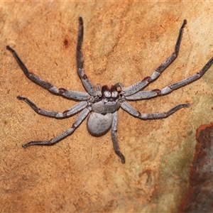 Isopeda or Isopedella sp. (genus) (Huntsman) at Higgins, ACT - 12 Feb 2025 by AlisonMilton