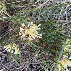 Isopogon mnoraifolius at Wooli, NSW - 11 Sep 2024 by Tapirlord