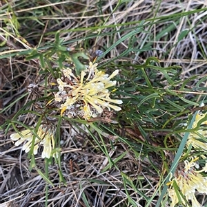 Isopogon sp. at Wooli, NSW - 11 Sep 2024 by Tapirlord