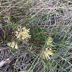 Isopogon mnoraifolius at Wooli, NSW - 11 Sep 2024 05:21 PM