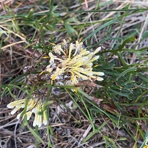 Isopogon mnoraifolius at Wooli, NSW - 11 Sep 2024 05:21 PM