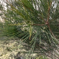 Allocasuarina littoralis (Black She-oak) at Wooli, NSW - 11 Sep 2024 by Tapirlord