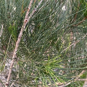 Allocasuarina littoralis at Wooli, NSW - 11 Sep 2024 05:21 PM