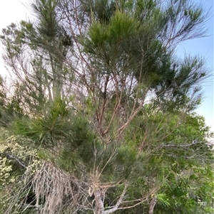 Allocasuarina littoralis at Wooli, NSW - 11 Sep 2024 05:21 PM