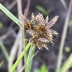 Cyperus sanguinolentus (A Sedge) at Diggers Camp, NSW - 11 Sep 2024 by Tapirlord