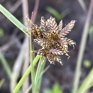 Cyperus sanguinolentus at Diggers Camp, NSW - 11 Sep 2024 05:02 PM