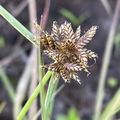 Cyperus sanguinolentus (A Sedge) at Diggers Camp, NSW - 11 Sep 2024 by Tapirlord