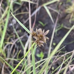 Cyperus sanguinolentus at Diggers Camp, NSW - 11 Sep 2024 05:02 PM