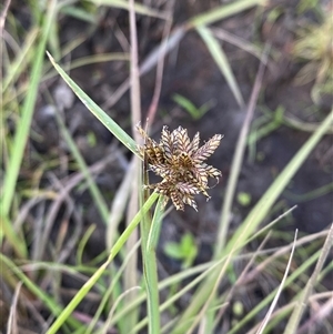 Cyperus sanguinolentus at Diggers Camp, NSW - 11 Sep 2024 05:02 PM
