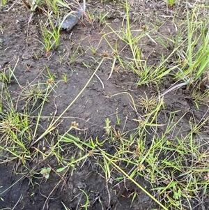 Cyperus sanguinolentus at Diggers Camp, NSW - 11 Sep 2024 05:02 PM