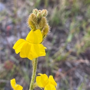 Goodenia bellidifolia at Diggers Camp, NSW - 11 Sep 2024 by Tapirlord