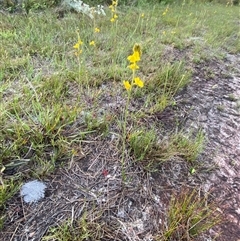 Goodenia stelligera at Diggers Camp, NSW - 11 Sep 2024 05:01 PM