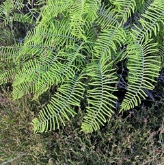 Gleichenia dicarpa (Wiry Coral Fern) at Diggers Camp, NSW - 11 Sep 2024 by Tapirlord