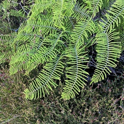 Gleichenia dicarpa (Wiry Coral Fern) at Diggers Camp, NSW - 11 Sep 2024 by Tapirlord