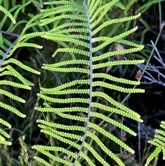 Gleichenia dicarpa at Diggers Camp, NSW - suppressed