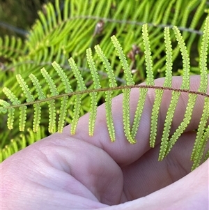 Gleichenia dicarpa at Diggers Camp, NSW - suppressed