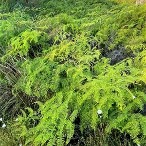 Gleichenia dicarpa at Diggers Camp, NSW - suppressed