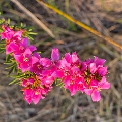 Boronia falcifolia (Wallum Boronia) at Diggers Camp, NSW - 11 Sep 2024 by Tapirlord