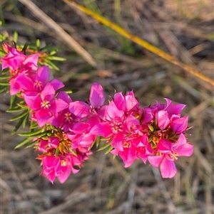 Boronia falcifolia at Diggers Camp, NSW - 11 Sep 2024 04:59 PM