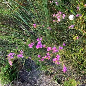 Boronia falcifolia at Diggers Camp, NSW - 11 Sep 2024 04:59 PM