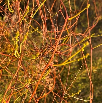 Cassytha glabella (Slender Devil's Twine) at Diggers Camp, NSW - 11 Sep 2024 by Tapirlord