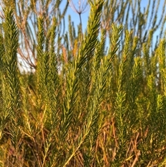 Banksia ericifolia subsp. macrantha at Diggers Camp, NSW - 11 Sep 2024 by Tapirlord