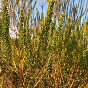 Banksia ericifolia subsp. macrantha at Diggers Camp, NSW - 11 Sep 2024 04:59 PM