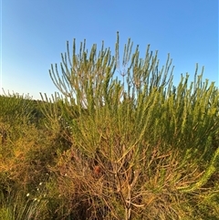 Banksia ericifolia subsp. macrantha at Diggers Camp, NSW - 11 Sep 2024 04:59 PM