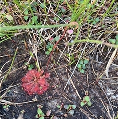 Drosera spatulata (Common Sundew) at Diggers Camp, NSW - 11 Sep 2024 by Tapirlord