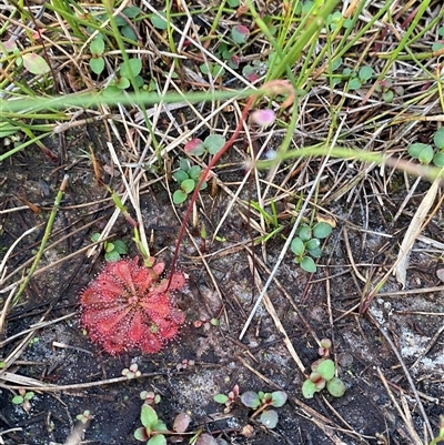 Drosera spatulata (Common Sundew) at Diggers Camp, NSW - 11 Sep 2024 by Tapirlord