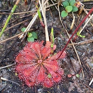 Drosera spatulata at Diggers Camp, NSW - 11 Sep 2024 04:58 PM