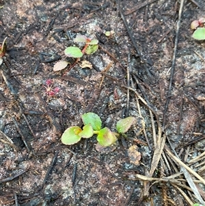 Gonocarpus micranthus subsp. ramosissima at Diggers Camp, NSW - 11 Sep 2024 04:57 PM