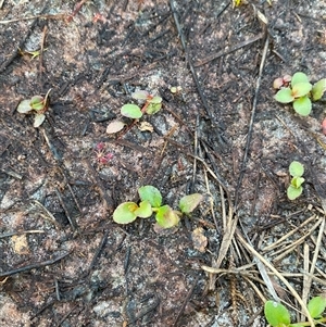 Gonocarpus micranthus subsp. ramosissima at Diggers Camp, NSW - 11 Sep 2024 04:57 PM