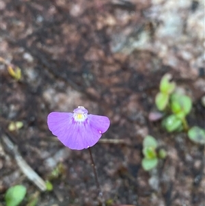 Utricularia uniflora at Diggers Camp, NSW - 11 Sep 2024 04:57 PM