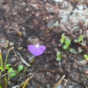 Utricularia uniflora at Diggers Camp, NSW - 11 Sep 2024 04:57 PM