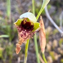 Calochilus grandiflorus (Giant Beard Orchid) at Diggers Camp, NSW - 11 Sep 2024 by Tapirlord