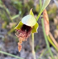 Calochilus grandiflorus at Diggers Camp, NSW - suppressed