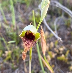 Calochilus grandiflorus at Diggers Camp, NSW - suppressed