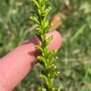 Microtis parviflora at Wooli, NSW - 11 Sep 2024 by Tapirlord