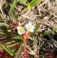 Drosera burmanni (Tropical Sundew) at Wooli, NSW - 11 Sep 2024 by Tapirlord