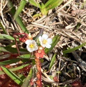 Drosera burmanni at Wooli, NSW - 11 Sep 2024 11:57 AM