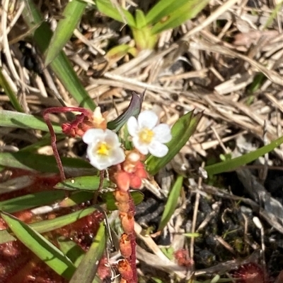 Drosera burmanni (Tropical Sundew) at Wooli, NSW - 11 Sep 2024 by Tapirlord