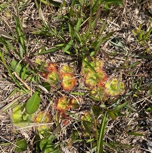 Drosera burmanni at Wooli, NSW - 11 Sep 2024 11:57 AM