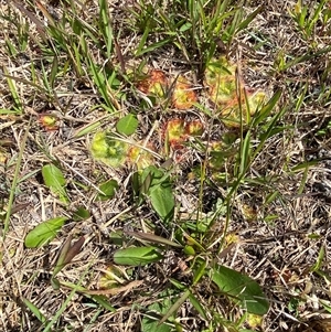 Drosera burmanni at Wooli, NSW - 11 Sep 2024 11:57 AM