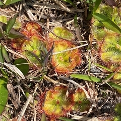 Drosera burmanni at Wooli, NSW - 11 Sep 2024 11:57 AM