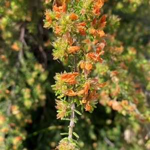 Pultenaea villosa at Wooli, NSW - 11 Sep 2024 11:55 AM